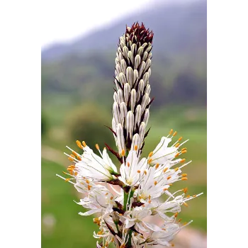 arali flower (3)-1002815-2437.webp